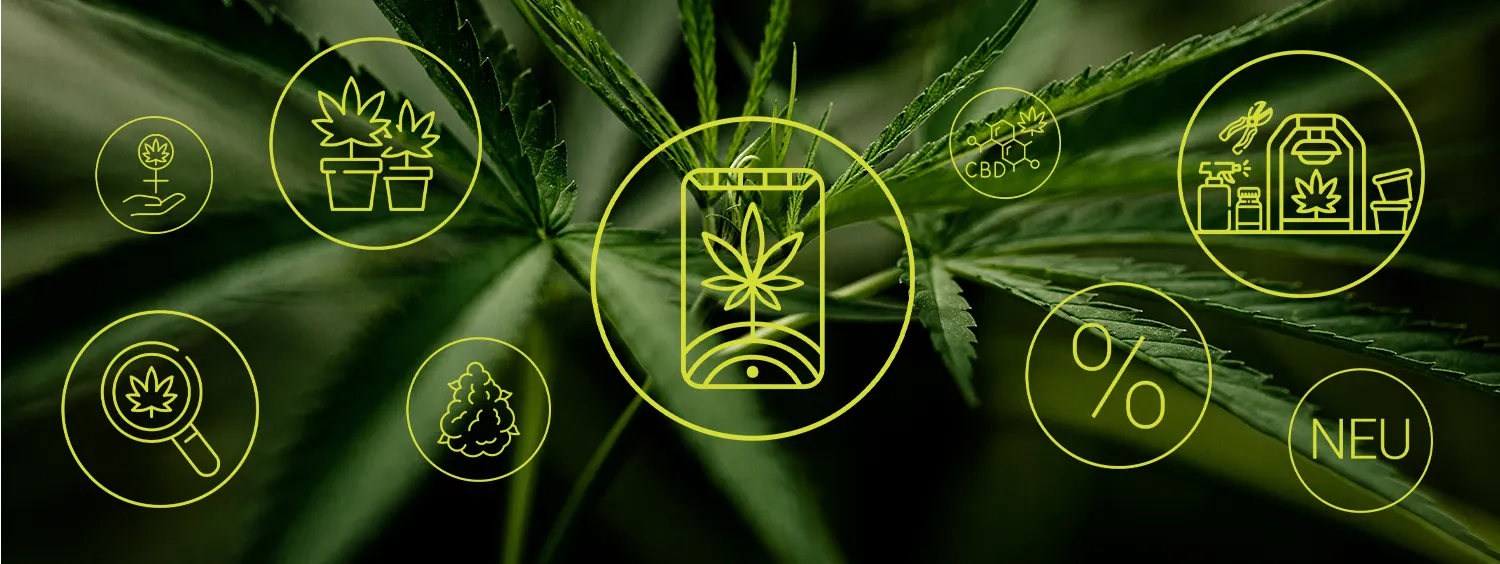 Onlineshop Icons Dirks Seedshop – Referenzprojekt von Digitalagentur imc mit Logo und passendem Icon-Konzept vor Pflanzenblättern