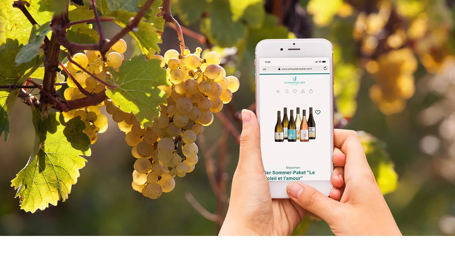 Shopware Onlineshop Detailansicht - Eine Hand hält ein Smartphone hoch, auf dem man den Webshop der Weinmanufaktur Schwarztrauber mit Weinen aus dem Sortiment sieht. Im Hintergrund des Bildes sieht man reife Weinreben.