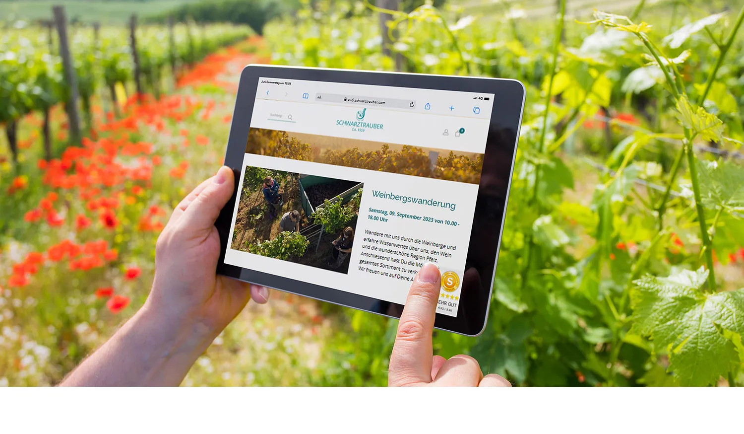 Weingut Schwarztrauber Webshop und Geschichte - Eine Person liest sich auf einem Tablet die Webseite vom Weingut Schwarztrauber durch. Im Hintergrund sieht man einen Weinberg im Sommer.
